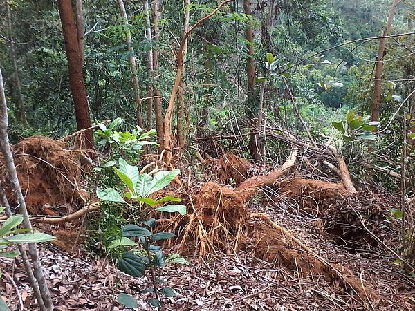 Sturmschäden im Aufforstungsgebiet